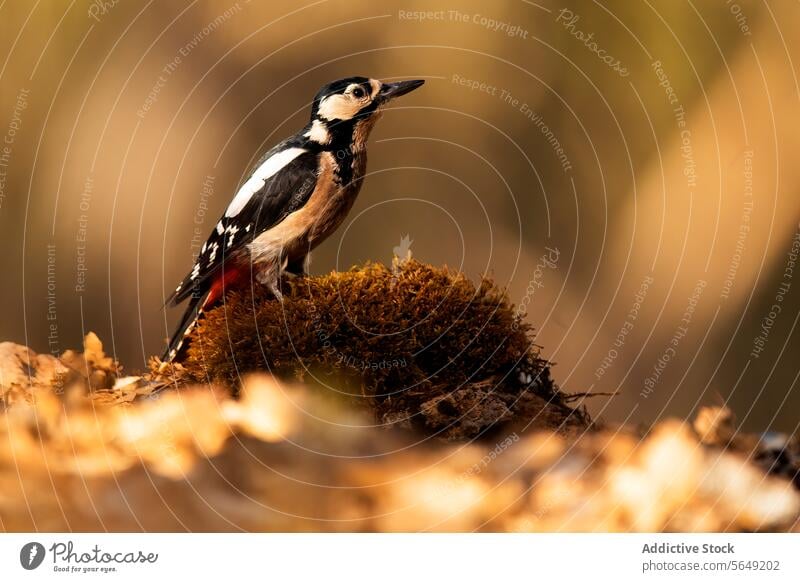 Great spotted woodpecker perched in natural habitat bird great spotted wildlife nature moss ground blurred background avian beak feathers black white animal
