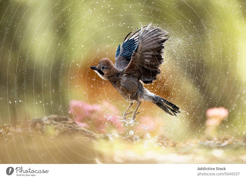 Eurasian jay Bird in Mid-Flight with Water Droplets bird flight water droplets takeoff nature wildlife feathers wings motion blur natural background action