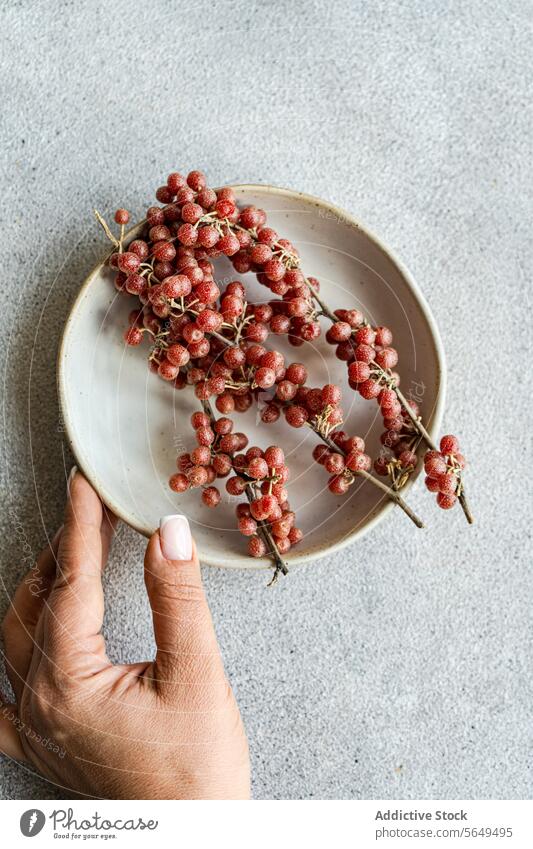 Unrecognizable Hand with Buffaloberries on Ceramic Plate buffaloberry ceramic plate organic texture grey background natural light fruit red ripe foraged wild