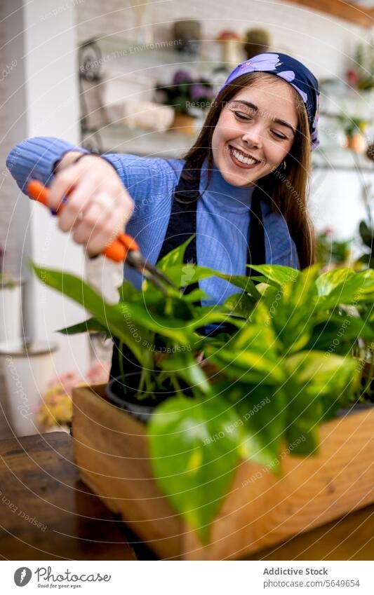 Smiling woman trimming potted plant in floristry tool epipremnum aureum smile leaf work remove dead planter money plant box wooden store cheerful positive table