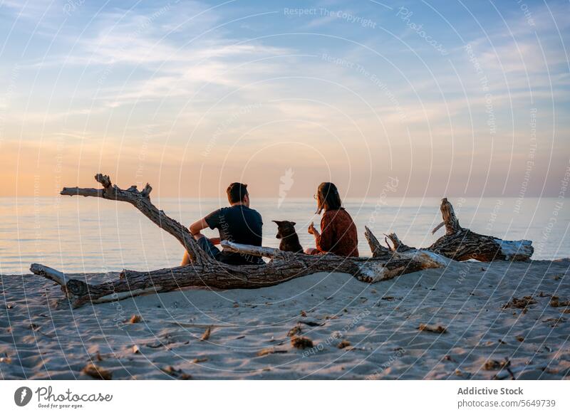 Couple with dog at seashore during vacation couple beach man woman driftwood seascape beautiful back view anonymous love casual attire together pet bonding