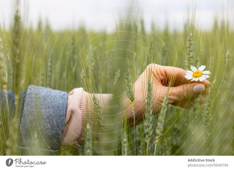 Solitary Daisy in Wheat held between woman's fingers daisy wheat field green hand flower gentle tranquility nature beauty delicate soft focus harmony balance