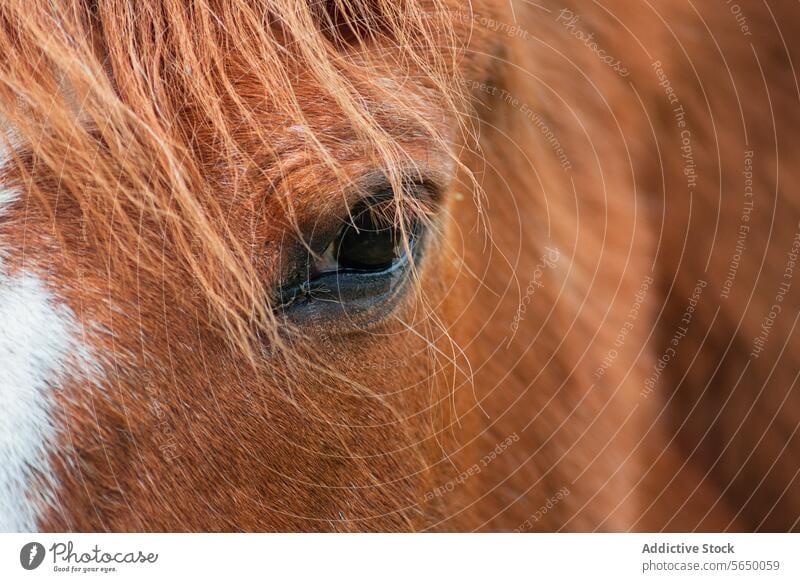 Close-up view of a chestnut horse's eye and mane close-up texture animal equine fur detail brown serene reflection calm nature mammal domestic farm fauna