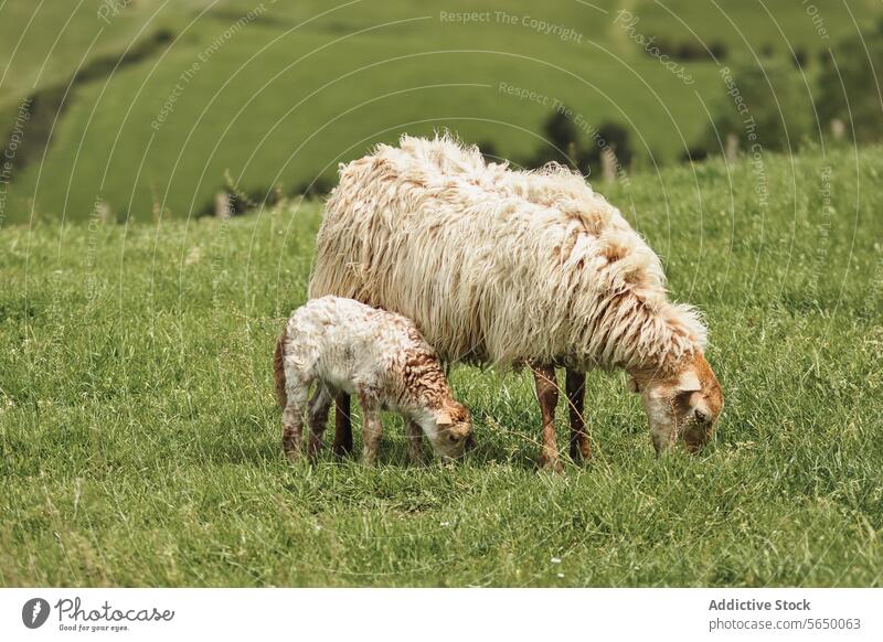 Ewe and lamb grazing together in lush green field ewe sheep mother young grass vibrant rolling hillside serene nature agriculture livestock farm rural