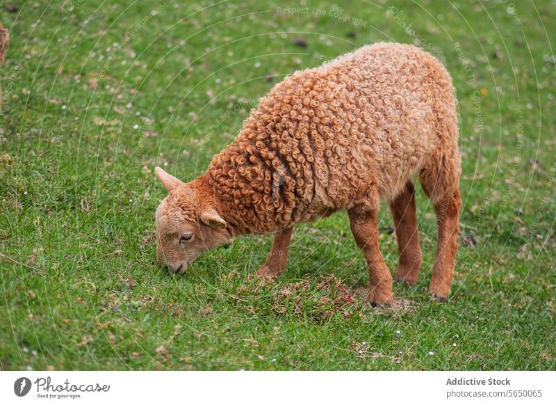 Young brown sheep grazing on green pasture grass young animal farm agriculture livestock wool mammal nature outdoor field rural country countryside peaceful