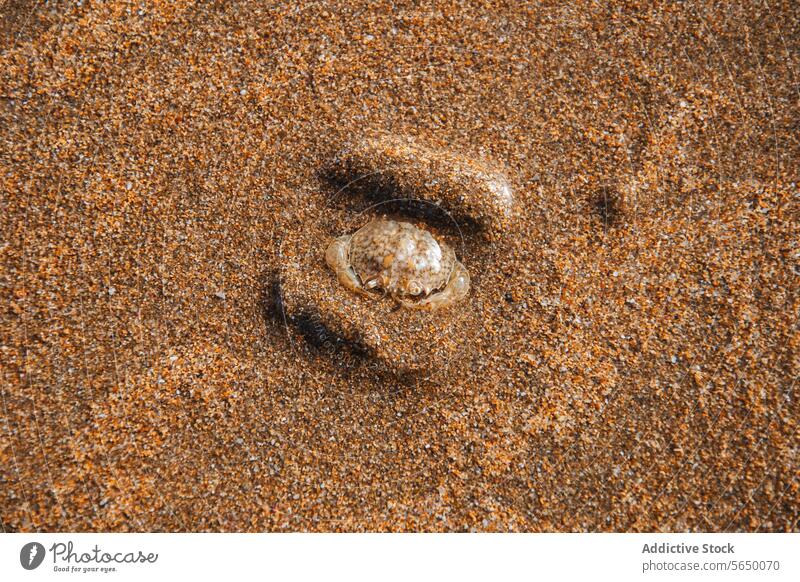 Close-up of a Bubbler Crab's sandy pellet designs bubbler crab beach close-up texture intricate pattern nature wildlife crustacean burrow ecosystem coastal