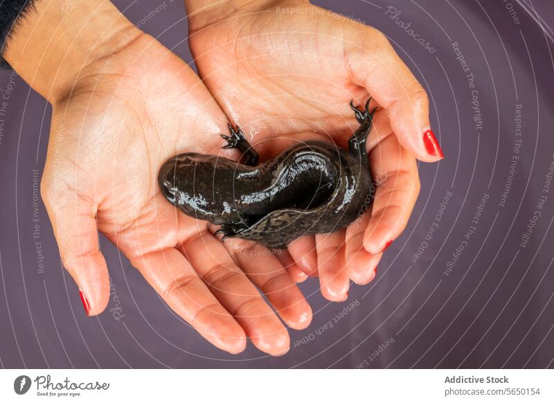 Anonymous person holding a Mexican Ajolote hands salamander endangered purple container Xochimilco Mexico City conservation biologist culture axolotl trajinera