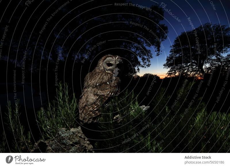 Owl perched on a rocky outcrop surrounded by rosemary bushes under a twilight sky dusk nature wildlife bird raptor feather beak eye nocturnal predator avian