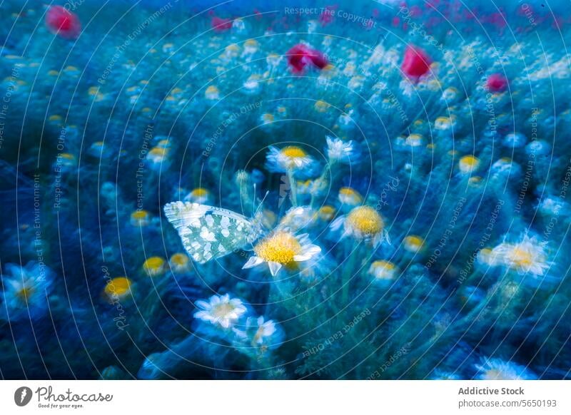 Butterfly on a daisy in a dreamy flower field butterfly blurred ethereal blue poppy meadow whimsical nature insect floral scenic artistic abstract colorful