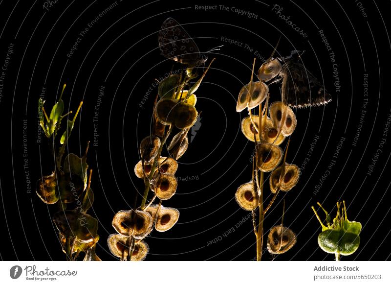 Silhouette of butterflies on seed pods against a dark background silhouette butterfly black background nature tranquil delicate perching stem natural beauty