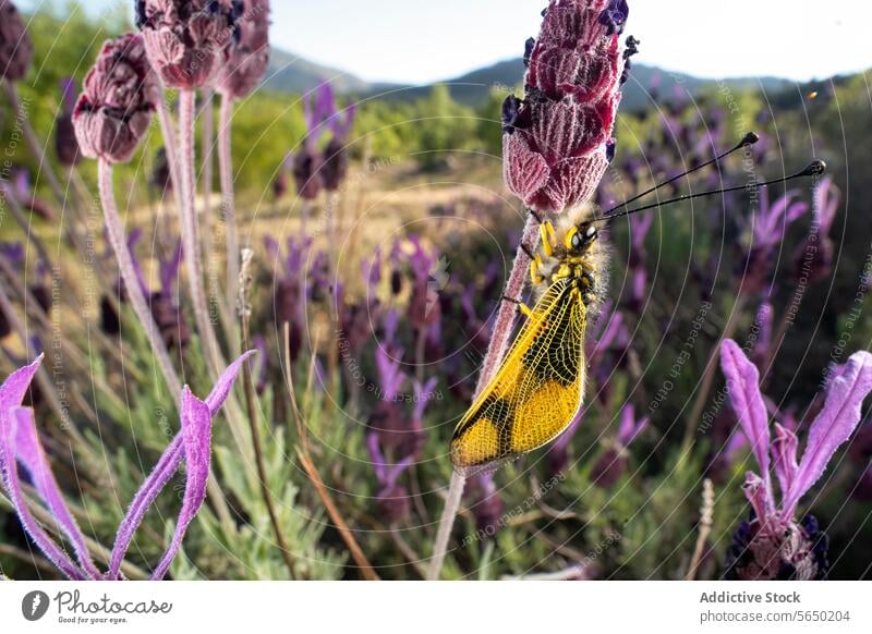 Vibrant insect on lavender in natural habitat flower nature wilderness vibrant yellow wing perched floral outdoor fauna purple green wildlife biodiversity