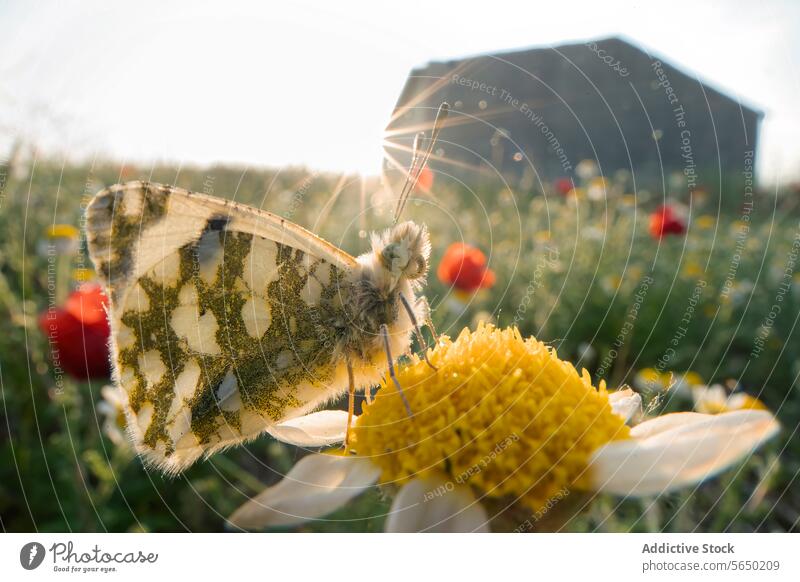 Sunrise moment with butterfly on a flower sunrise meadow nature morning sunlight flora fauna insect pollination outdoor close-up daisy field wildlife bright