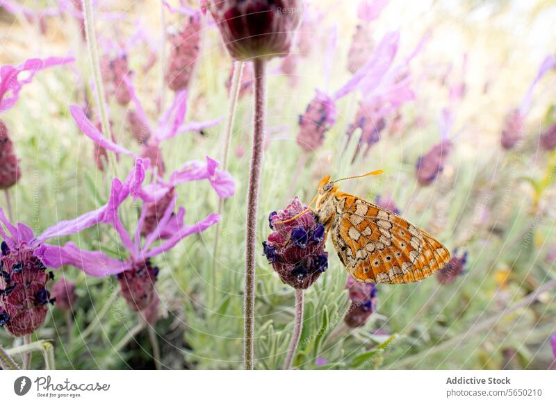Butterfly resting on lavender in natural habitat butterfly flower nature insect purple bloom greenery delicate perched vibrant soft-focus background flora fauna