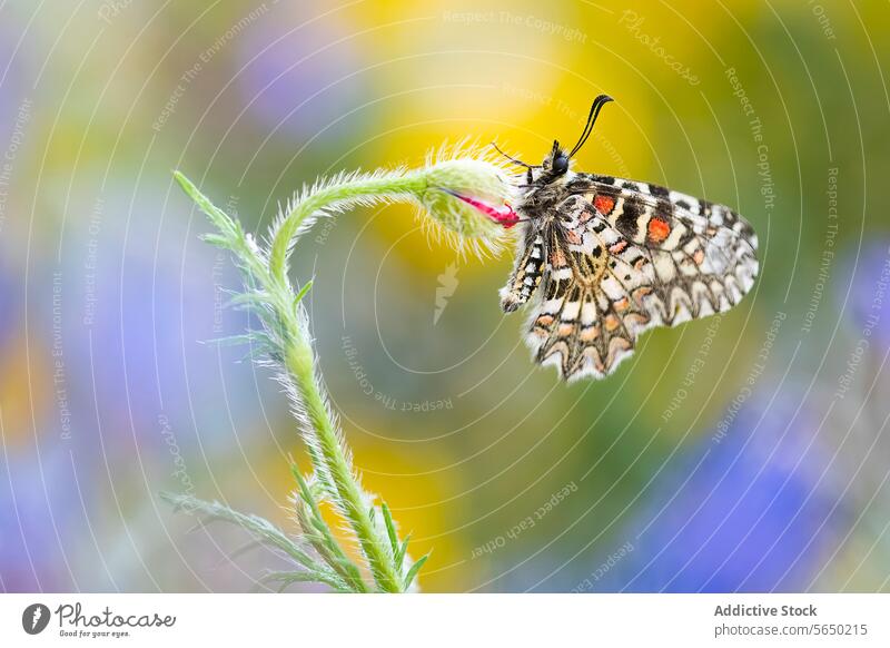 Vibrant butterfly resting on a delicate wildflower stem insect wildlife nature macro close-up detail pattern plant fuzzy perched summer vibrant background grace
