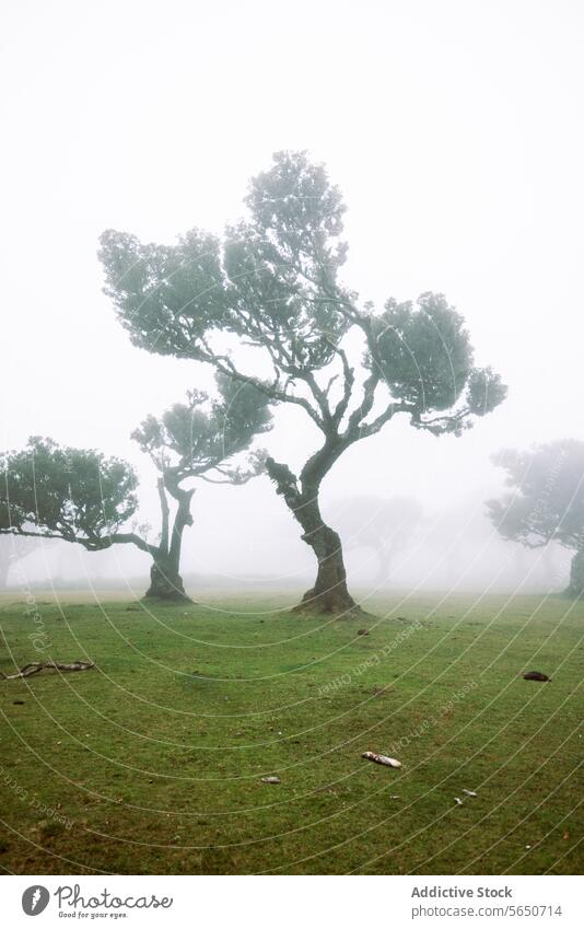Idyllic and scenic view of trees on green grassy landscape in natural forest under dense foggy weather plant atmosphere growth cold temperature sky copy space