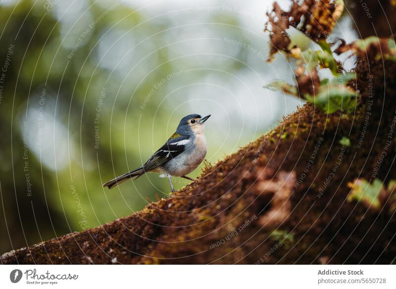 Eurasian chaffinch perching in rainforest songbird tree branch moss woodland natural small covering soft focus nature selective focus animal plant vegetation