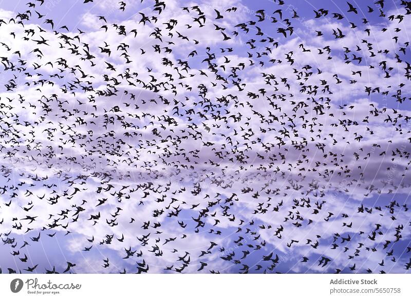 Flock of Birds Soaring Beneath a Purple Sky bird flight flock sky cloud purple soar freedom wing migration nature wildlife skyward aerial outdoors collective