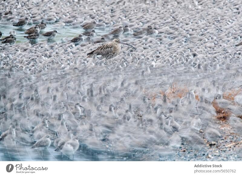 Curlew Standing Out Amidst Flock in Motion Blur curlew bird flock motion blur animal wildlife nature still stand out single focus surrounded feathers plumage