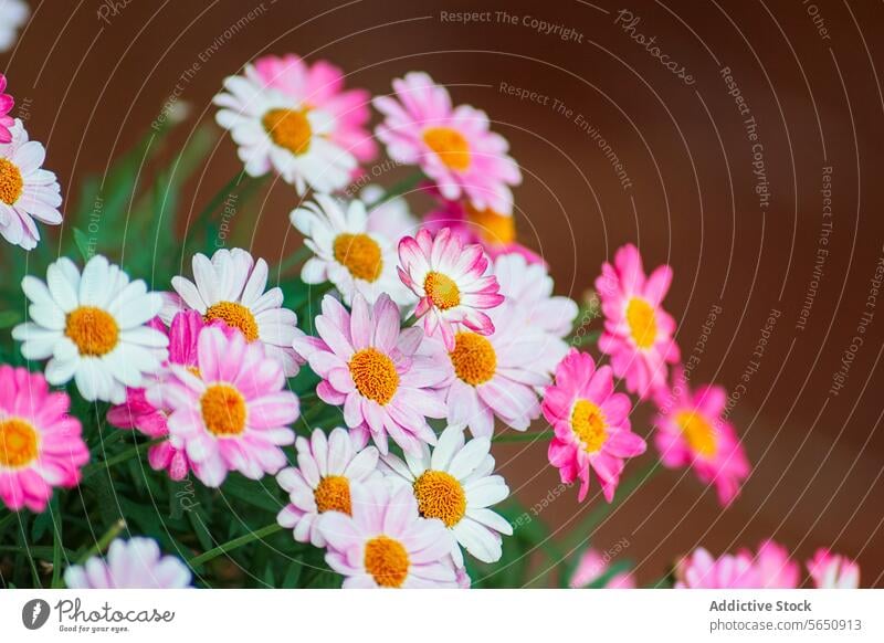 Vibrant Pink and White Daisy Flowers in Bloom flower daisy pink white bloom petal plant close-up vibrant cluster nature garden flora blossom bright colorful