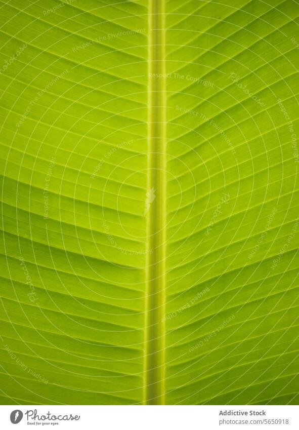 Vibrant green banana leaf texture close-up natural pattern vibrant detail plant organic foliage nature background macro light line abstract eco photosynthesis