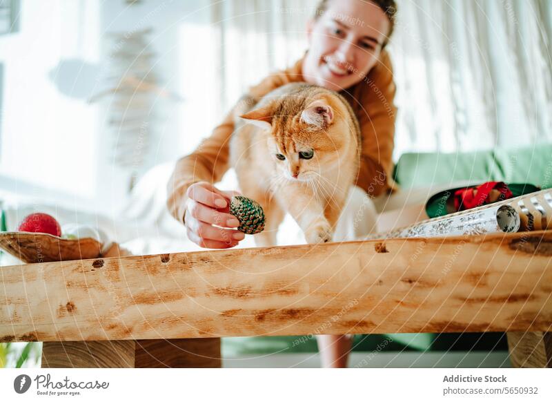 Happy young woman showing toy to curious cat in daylight at home owner smile window living room female british shorthair golden toothy smile sit glass happy