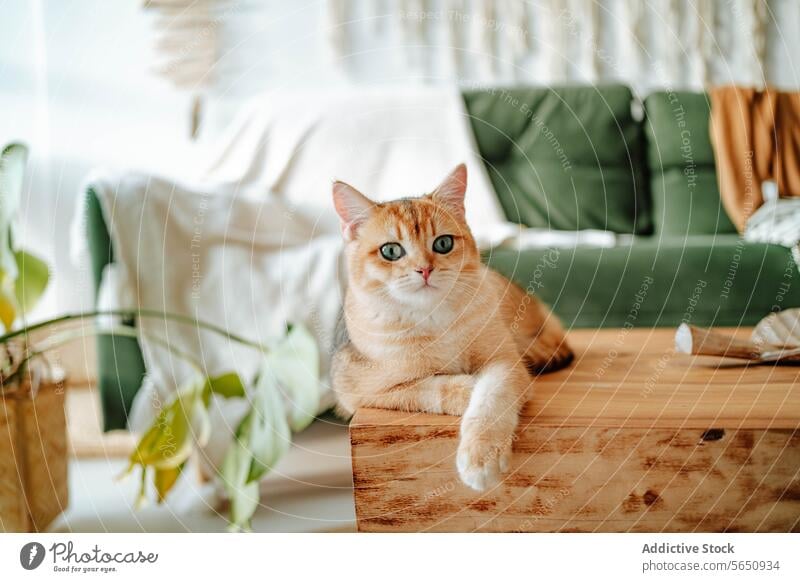 Cute British shorthair golden cat sitting on wooden surface at home while looking at camera domestic living room animal british shorthair pet breed lying cozy