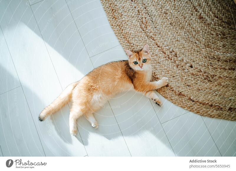 Top view of Adorable cat lying on floor near carpet in daylight at home curious cute adorable summer living room feline animal domestic british shorthair golden