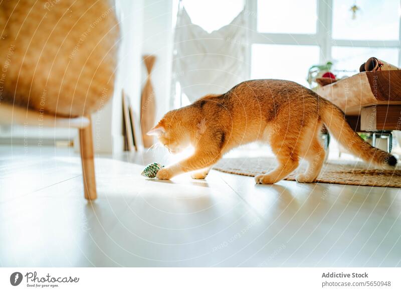 Adorable cat standing and playing with toy on floor in daylight at home curious cute adorable bauble pet window living room feline animal domestic