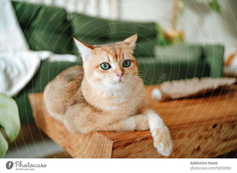Cute British shorthair golden cat sitting on wooden surface at home while looking at camera domestic living room animal british shorthair pet breed lying cozy