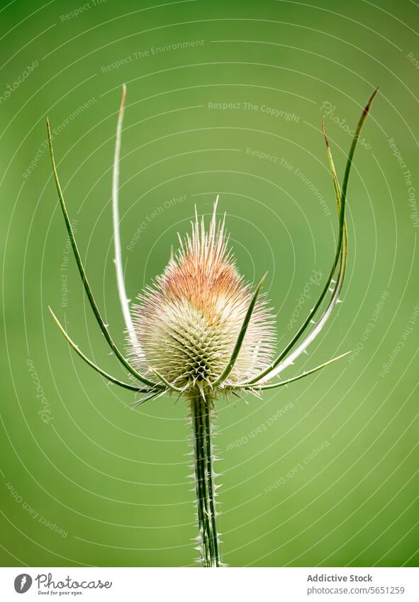 Close-up of teasel Caedencha plant against green background close-up blurred nature wildflower detail botanical vegetation flora natural outdoor daylight spiny