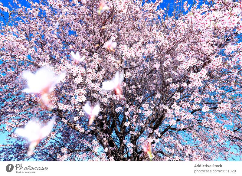 From below almond tree in full bloom, with delicate pink and white flowers set against a clear blue sky during spring artistic rendering blossoming floral