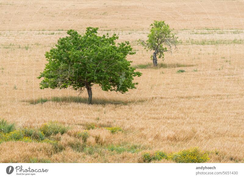 Two trees with green leaves and a yellow meadow around them agriculture beautiful beauty bright country countryside environment farmland field flora forest