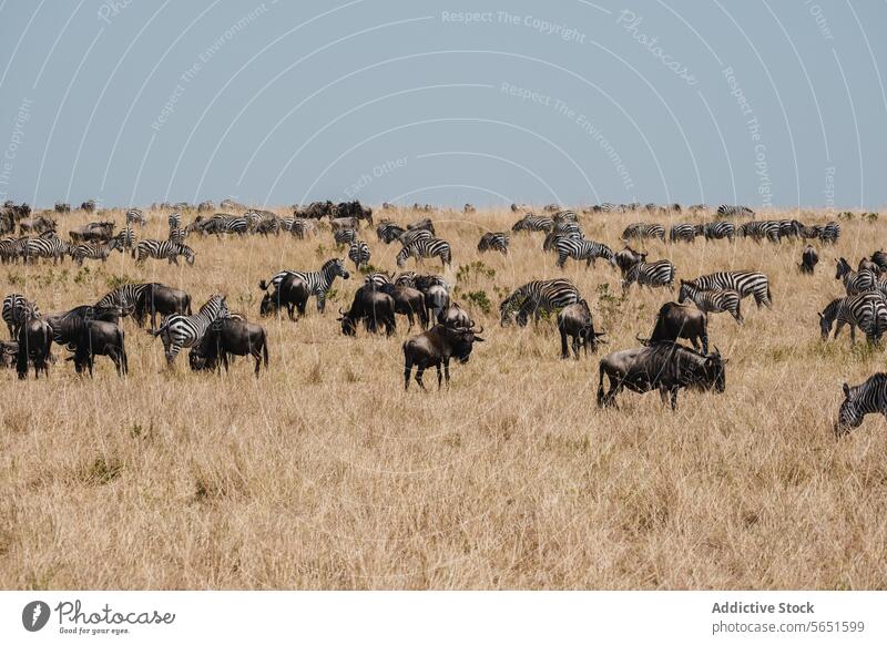 Savanna Herds on the Move savanna wildlife wildebeests zebras grasslands group movement curved horns stripes dynamic herd dry nature animals outdoors African