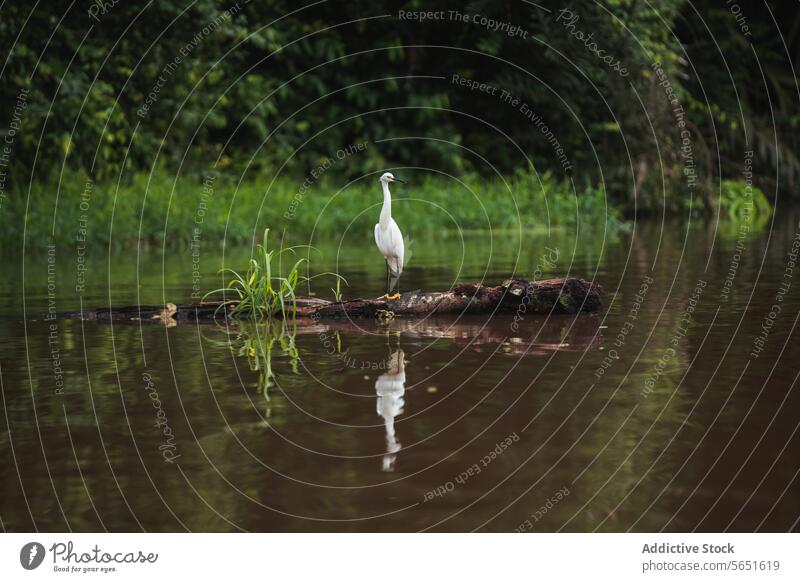 White Heron on a Driftwood driftwood river reflection water greenery background calm serene white bird wildlife nature standing grace peaceful tranquil natural