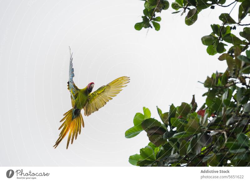 Low angle of Colorful Parrot in Mid-Flight parrot flight bird wings feathers spread colorful greenery tree sky mid-flight wildlife nature tropical bright