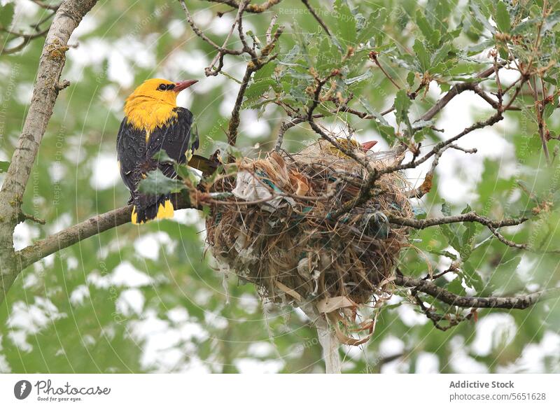From below alert European Oriole by a well-constructed nest in an oak tree, in a natural setting bird wildlife nature construction foliage leaves outdoor animal