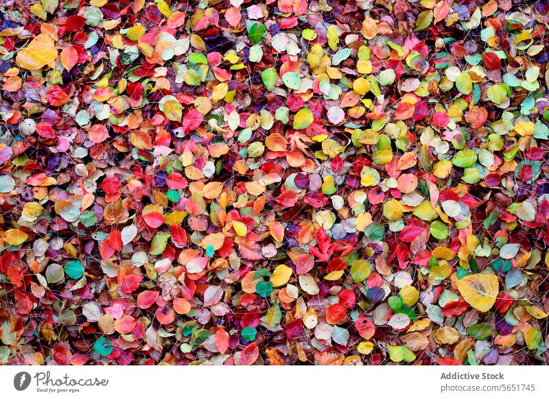 Colorful leaves falling to the ground forming a backdrop Autumn fallen multicolored mosaic hues vibrant tapestry pattern texture yellow green pictorialism