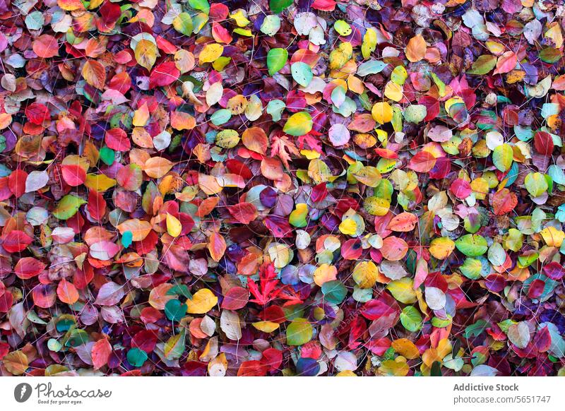 Autumnal leaf blanket fallen on the ground forming a backdrop multicolored vibrant cover palette foliage nature texture seasonal pictorialism fine art yellow