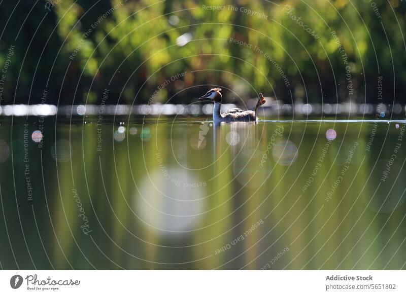 A solitary great crested grebe floats on a lake surrounded by foliage in the soft morning light against green background Great crested grebe golden reflections
