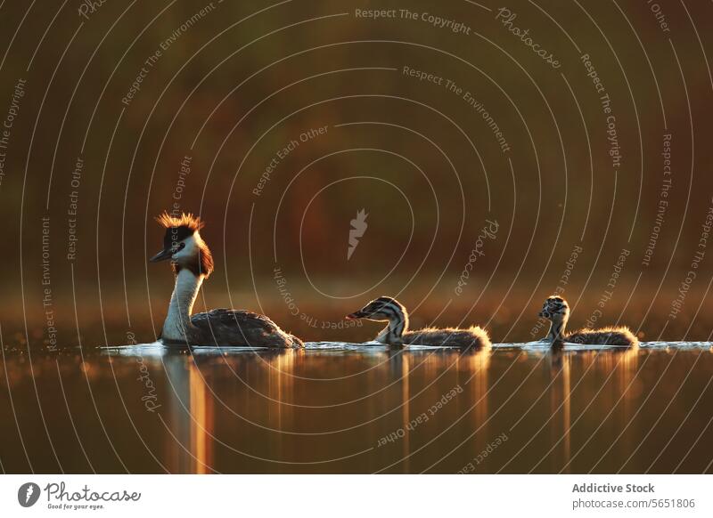 A great crested grebe with its chicks, backlit by the golden hour sunlight, gracefully moves across a calm lake Great crested grebe family breeding season