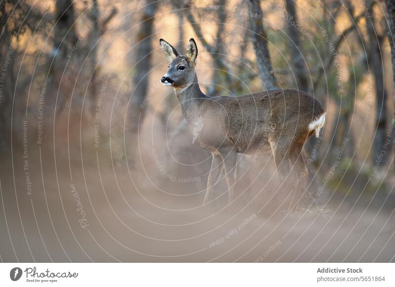 Captivating image of a Roe deer in a misty forest roe deer nature wildlife animal serene alert hazy ethereal backdrop natural surroundings tranquil outdoor