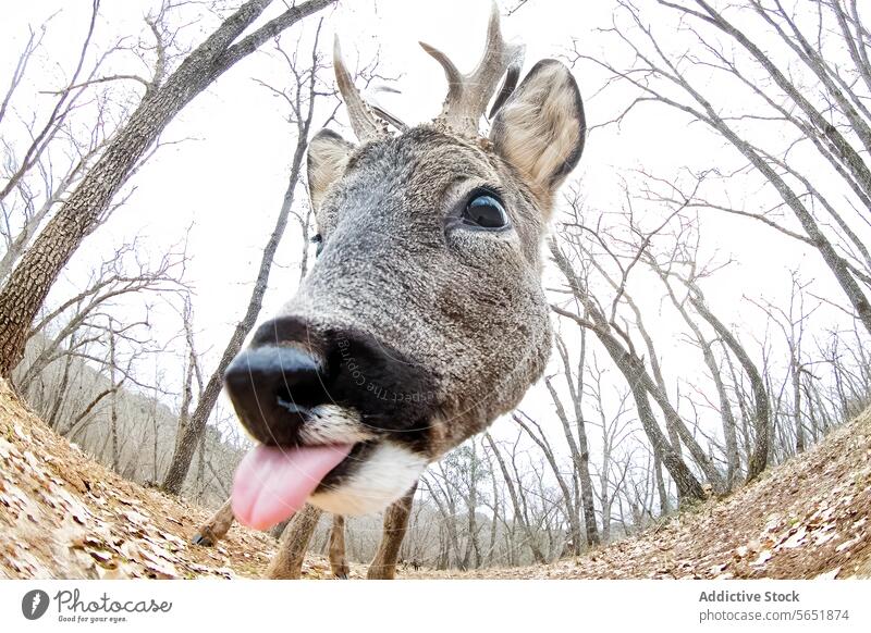 Close-up of a curious Roe deer in a forest setting roe deer wildlife nature mammal animal close-up tongue playful wide-angle lens curiosity fauna environment