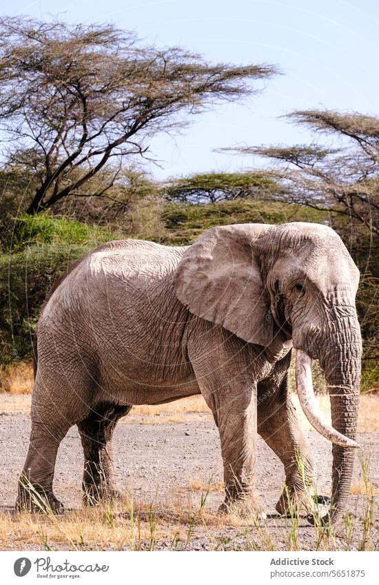 Majestic African elephant grazing in Kenyan savanna african kenya acacia tree wildlife nature mammal large trunk tusk ear skin texture habitat environment