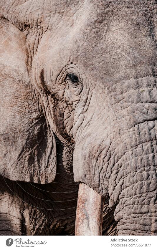 Close-up of an African elephant in Kenya african elephant close-up texture eye tusk ear wildlife nature kenya animal skin wrinkle detail large mammal ivory
