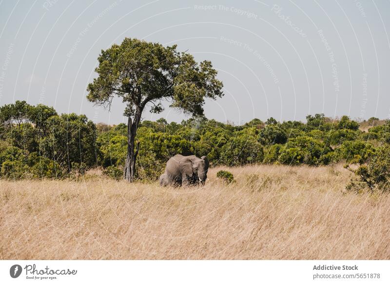 Lone elephant in the wild of Kenya africa kenya wildlife nature grassland savannah tree solitary animal mammal outdoor ecosystem conservation habitat dry grass