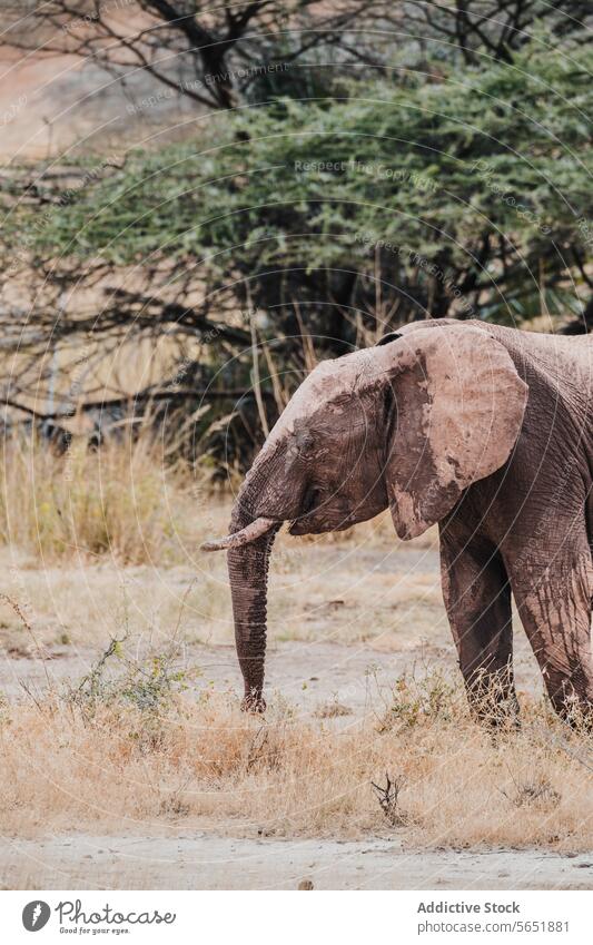 Majestic African Elephant in Natural Habitat african elephant kenya savannah wildlife nature animal pachyderm safari conservation natural habitat majestic