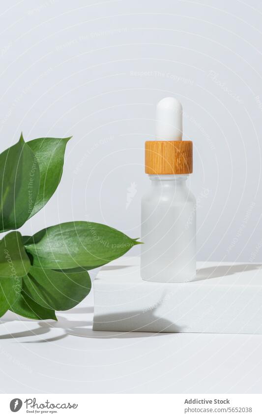 Cosmetic dropper bottle with natural green leaves cosmetic leaf white background skincare beauty serum oil essence organic wellbeing health wellness minimalist