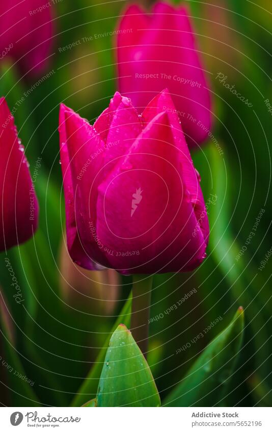 Close up of magenta blossom tulips with water droplets against a blurred green background in the Netherlands flower petal bloom horticulture spring nature
