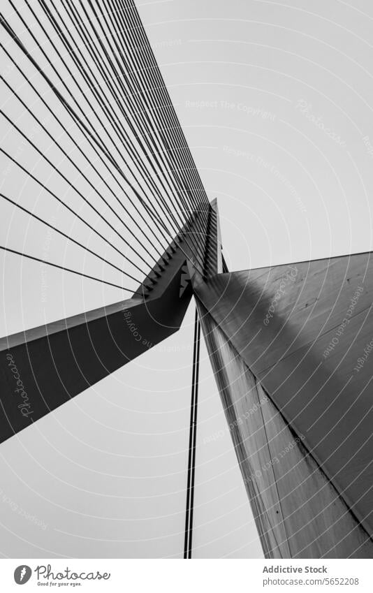Black and white upward perspective of the Erasmus Bridge's cable structure in Rotterdam, Netherlands black and white modern architecture suspension bridge