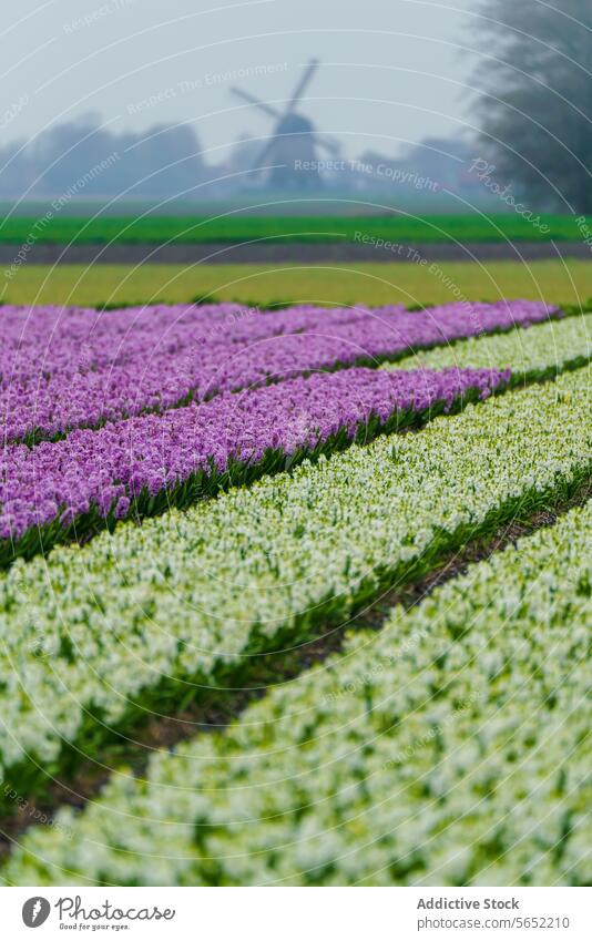 Striking contrast of purple and white hyacinths rows with an old windmill in the distance, in the Netherlands floral field agriculture horticulture nature